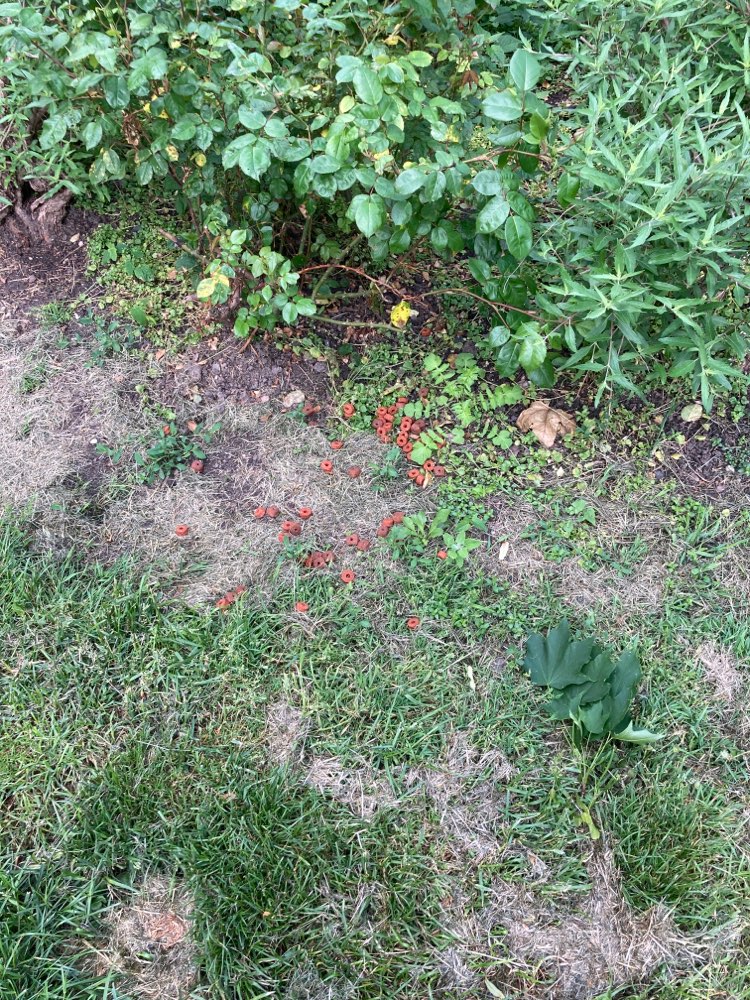 Giftköder-" Futter" ausgelegt-Profilbild