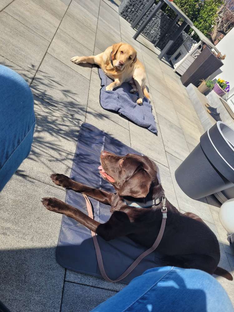 Hundetreffen-Sozial Walk/Training-Profilbild