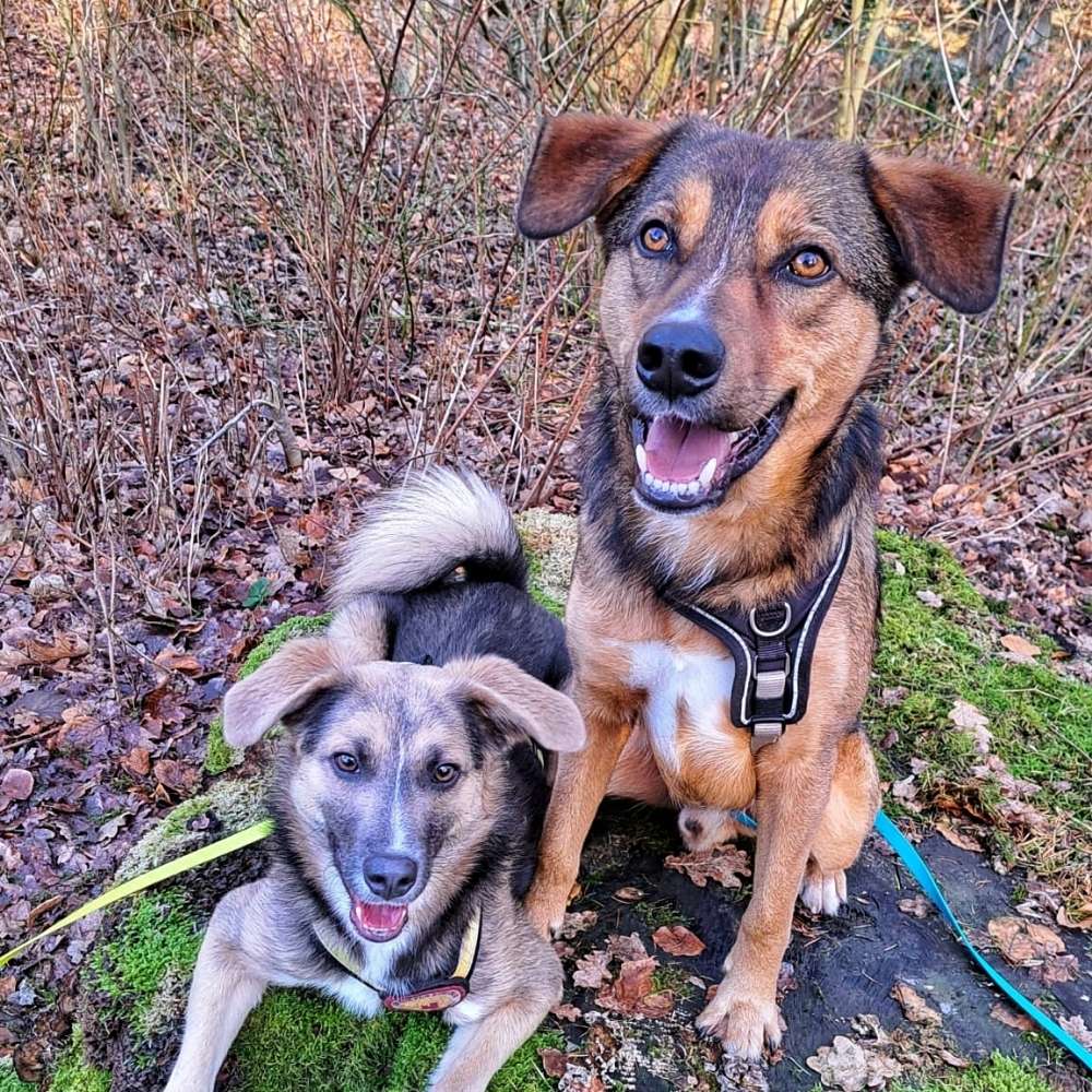 Hundetreffen-Sozialwalk-Profilbild