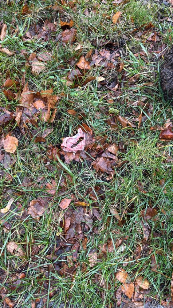 Giftköder-Mehrere Hunde mit Vergiftungserscheinung-Profilbild