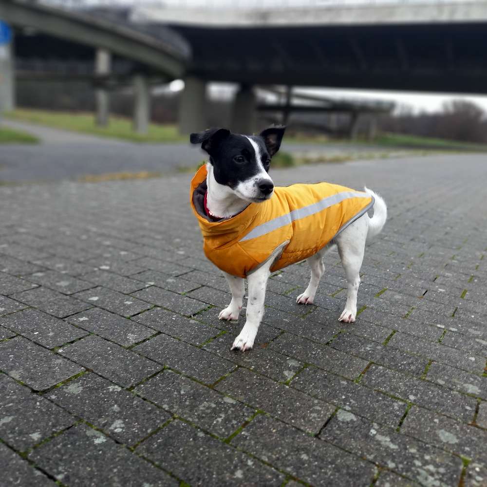 Hundetreffen-Hundesitter gesucht-Profilbild