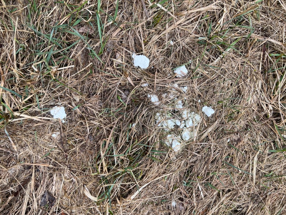 Giftköder-Weißes Pulver im Buga Park-Profilbild