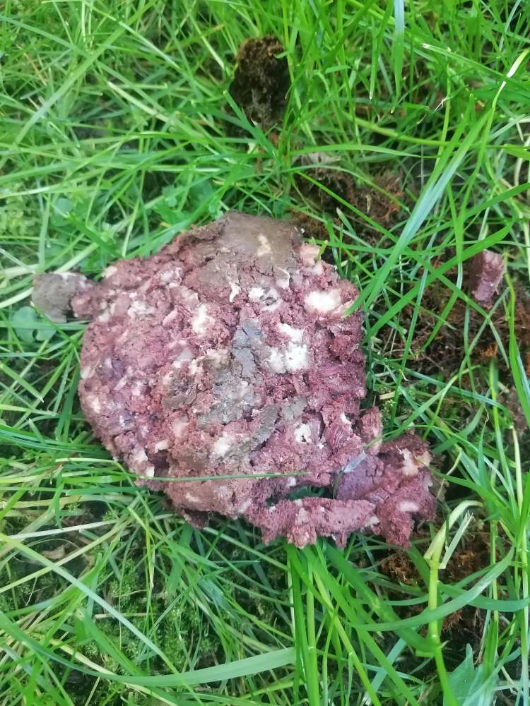Giftköder-Evtl. Giftköder?-Profilbild