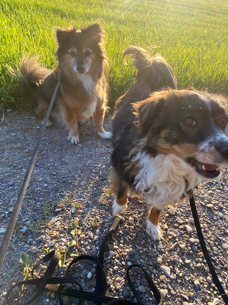 Hundetreffen-Hundetreffen in Zürich und Umgebung-Profilbild