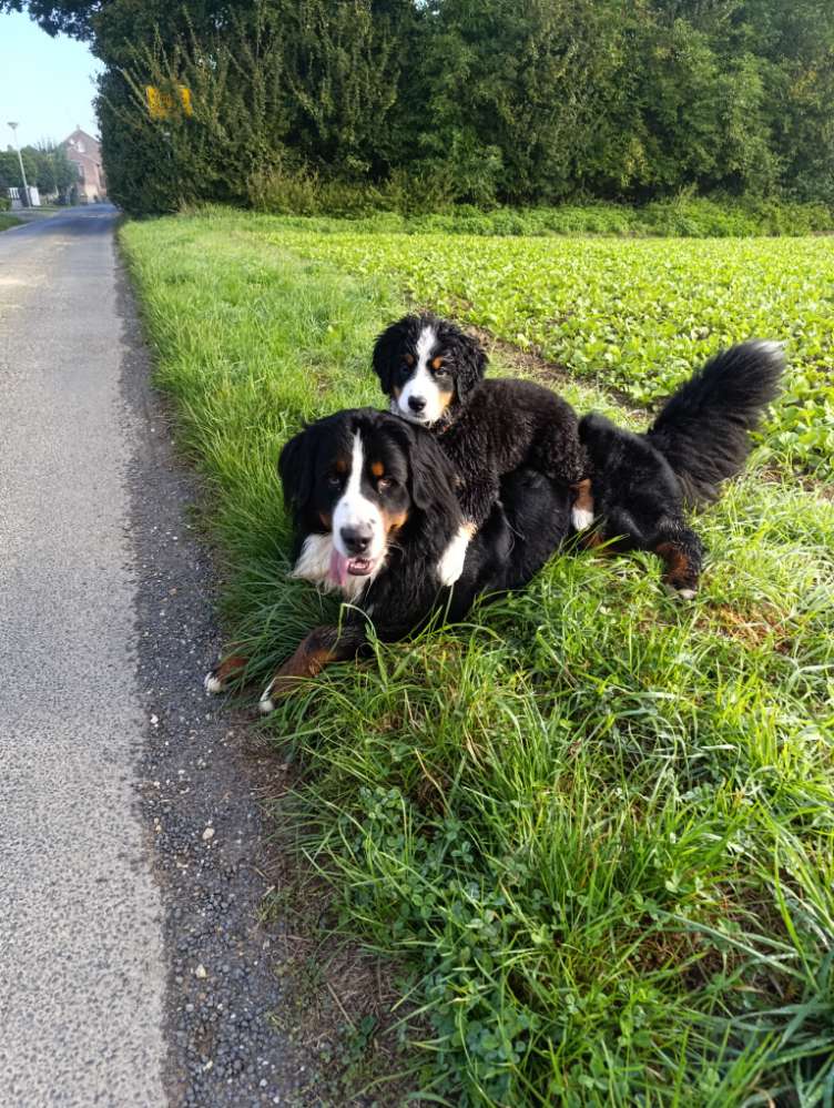 Hundetreffen-Spieltreffen für Malia-Profilbild