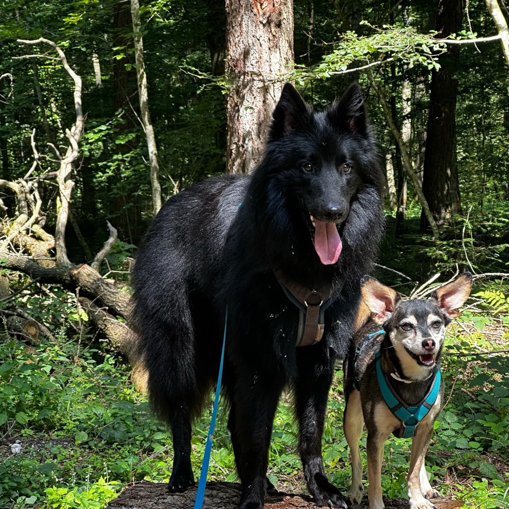 Hundetreffen-Gassipartner Kerken-Profilbild