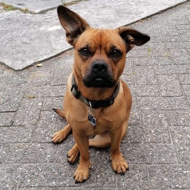 Hundetreffen-Spielkameraden/ Gassipartner gesucht!-Profilbild