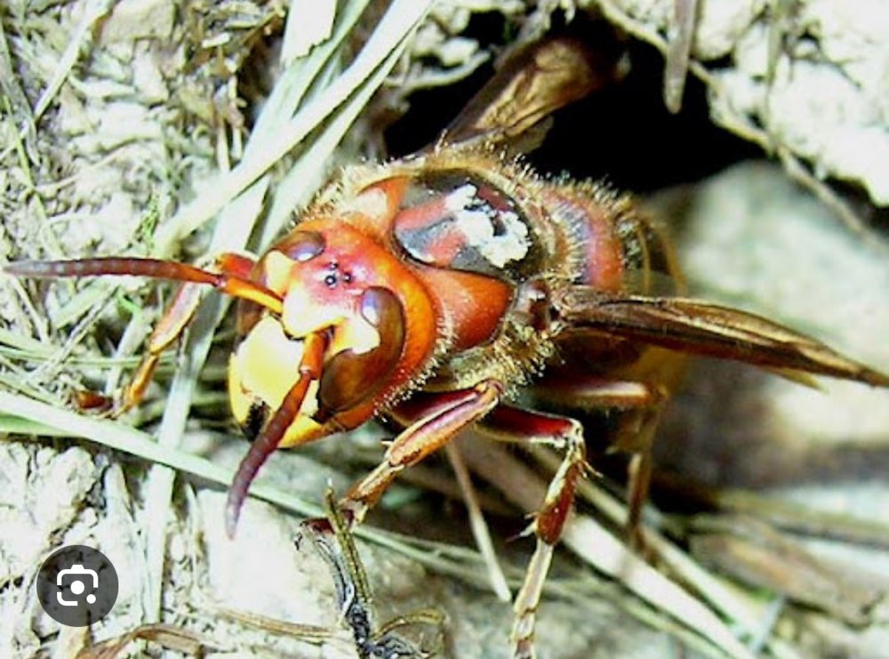 Giftköder-Achtung Hornissen im Baumstamm-Profilbild