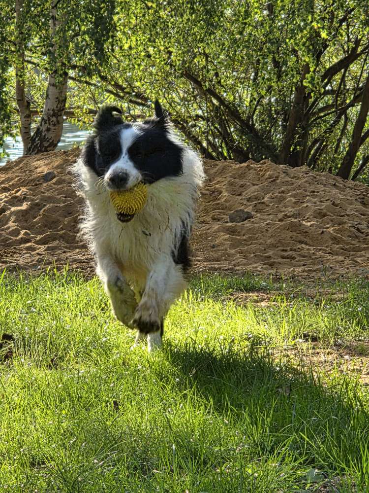 Hundetreffen-Gassirunde/Playdate-Profilbild