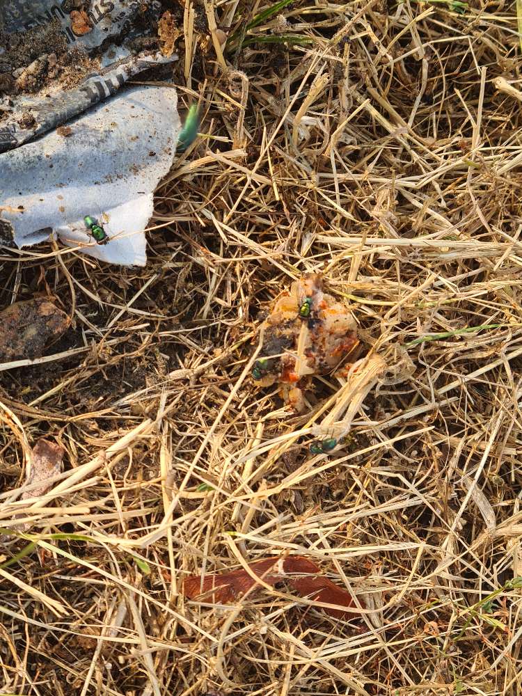 Giftköder-Undefinierbare Essenreste-Profilbild