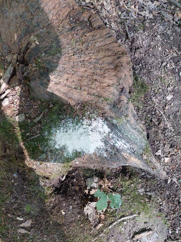 Giftköder-Komisches weißes Pulver-Profilbild