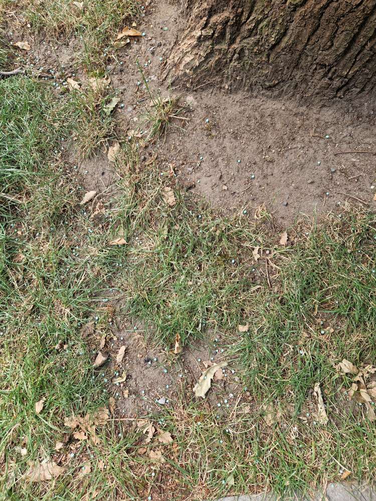 Giftköder-Blaukorn/Dünger ausgestreut-Profilbild