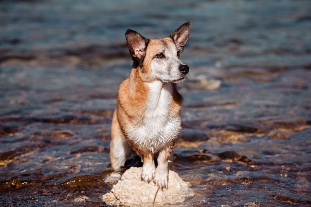 Hundetreffen-Peppi sucht Anschluss-Profilbild