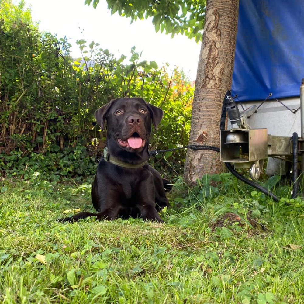 Hundetreffen in 73054 Eislingen/Fils Dogorama