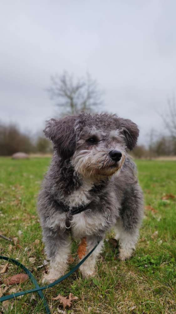 Hundetreffen-Social Walk-Profilbild