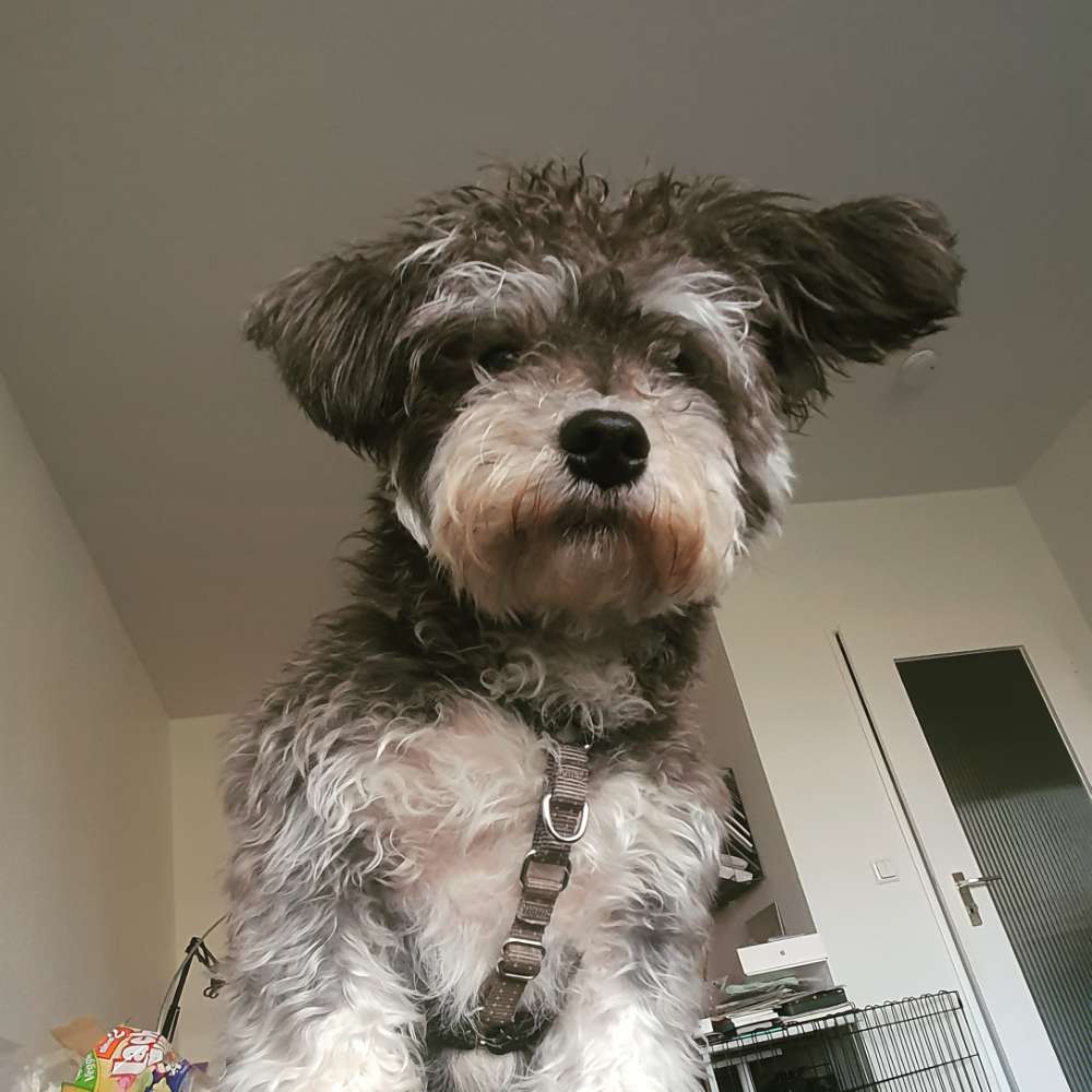 Hundetreffen-Social Walk-Profilbild