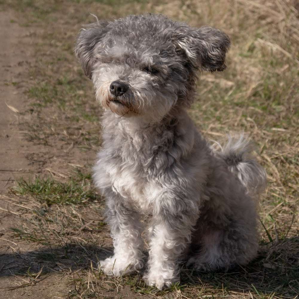 Hundetreffen-Spielpartner gesucht-Profilbild