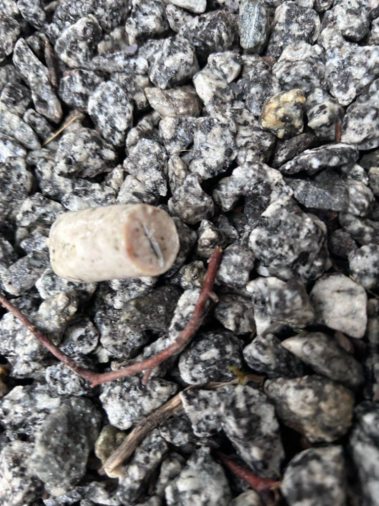 Giftköder-Giftköder-Profilbild