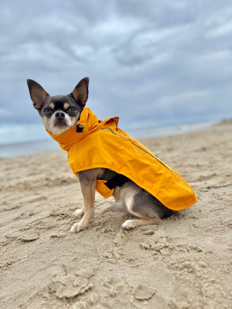 Hundetreffen-Gemeinsamer Spaziergang-Profilbild