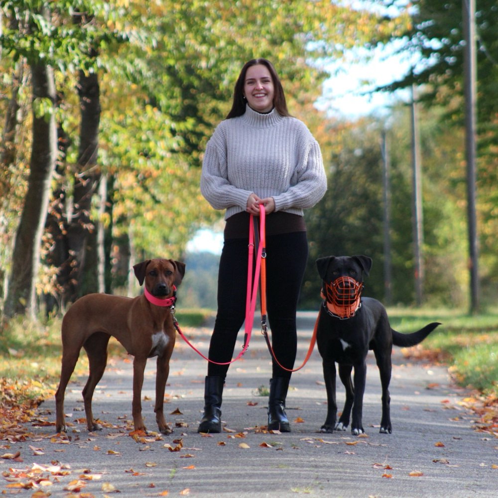 Hundetreffen-Spazieren gehen mit erzieherischem Hintergrund-Profilbild