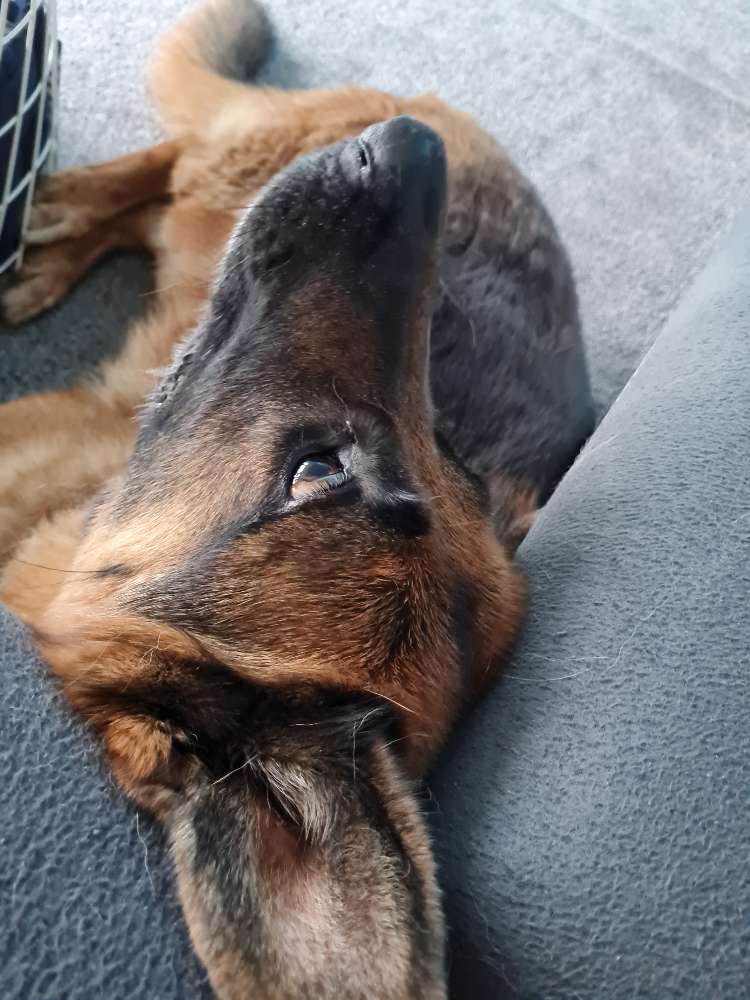 Hundetreffen-Mutti Runde-Profilbild