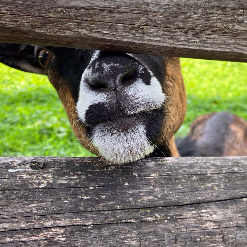 Giftköder-Polizei wegen Vorfall mit Hund und Pferd-Profilbild