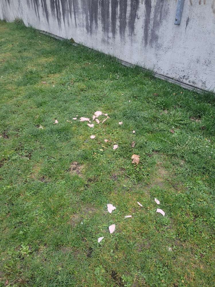 Giftköder-Wurst auf Wiese-Profilbild