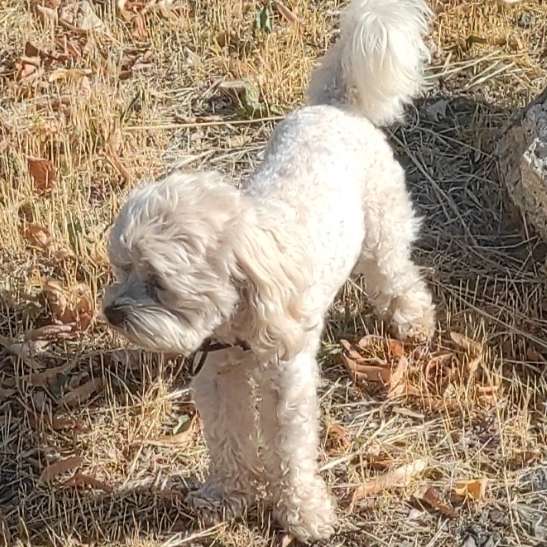 Hundetreffen-Zusammen spazieren gehen-Profilbild