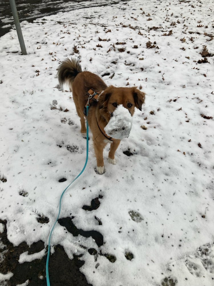 Maulkorbträger im Schnee Banner