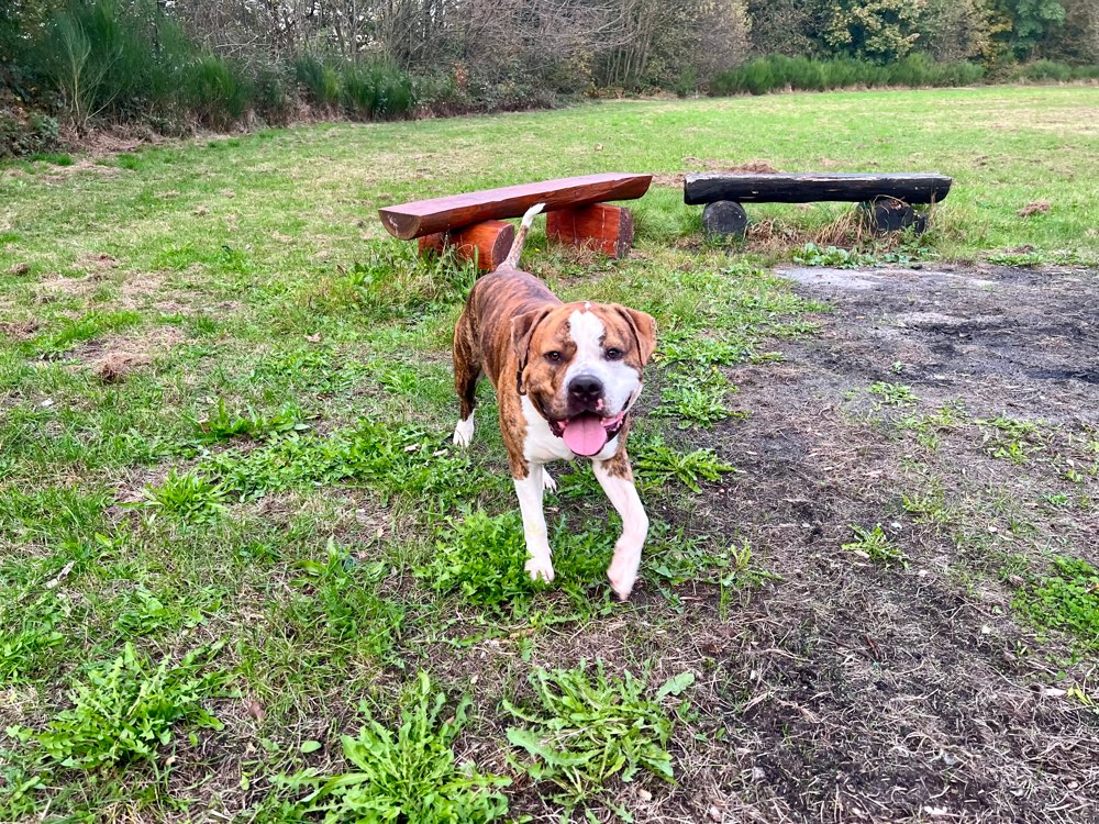 Hundetreffen-Spiel Freunde gesucht-Profilbild