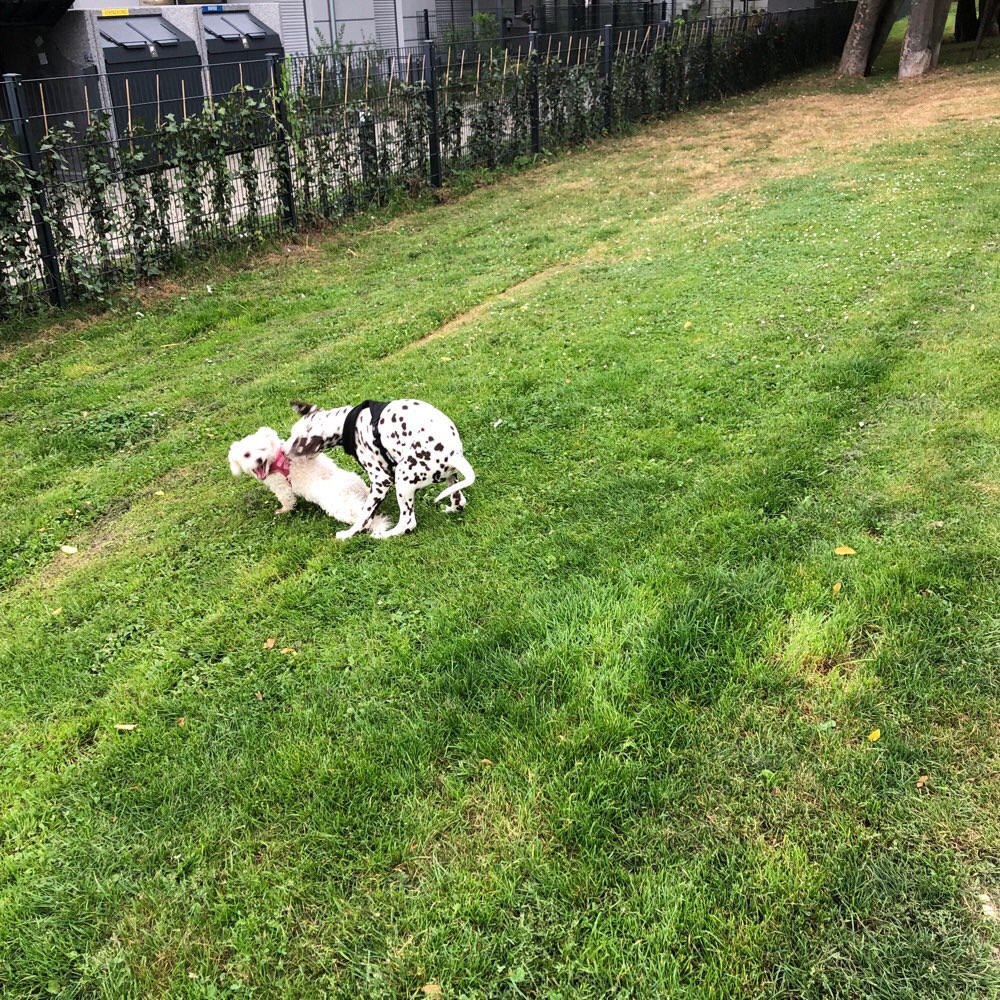 Hundetreffen-Die Spielgefährten-Profilbild