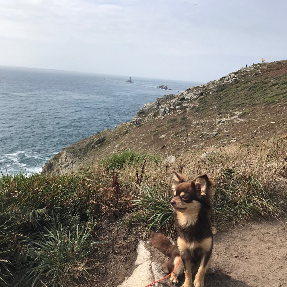 Hundetreffen-Spielkamerad vorzugsweise in Ratingen gesucht (Junghund)-Profilbild