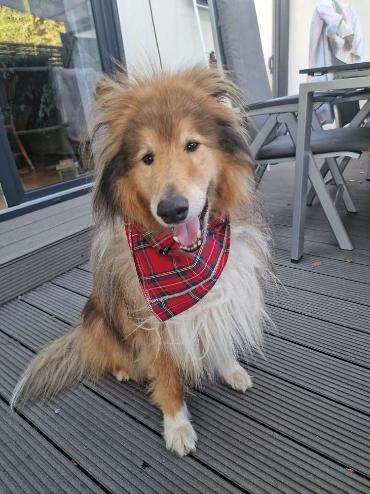 Giftköder-Hund mit Frostschutzmittel vergiftet-Profilbild
