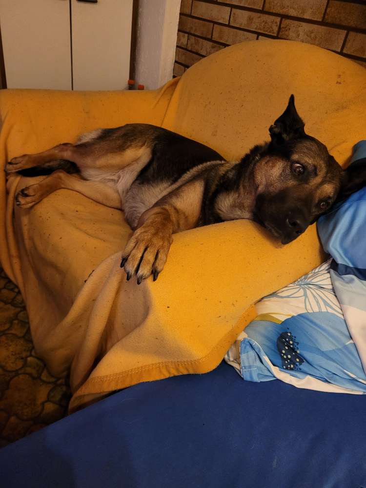 Hundetreffen-Zusammen spielen und spazieren gehen-Profilbild