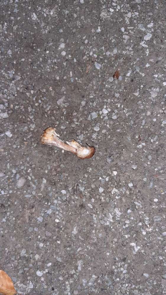 Giftköder-Hähnchenknochen-Profilbild