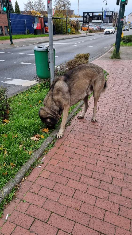 Giftköder-Freilaufender Hirtenkangal-Profilbild