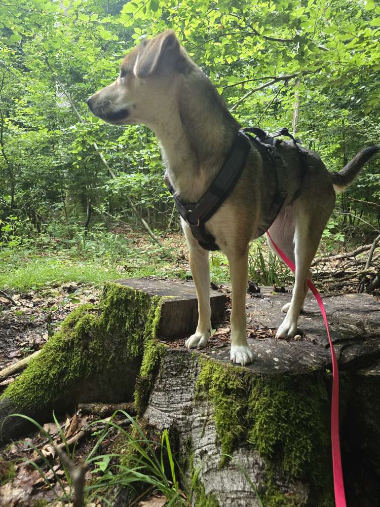 Hundetreffen-Spielkameraden gesucht-Profilbild