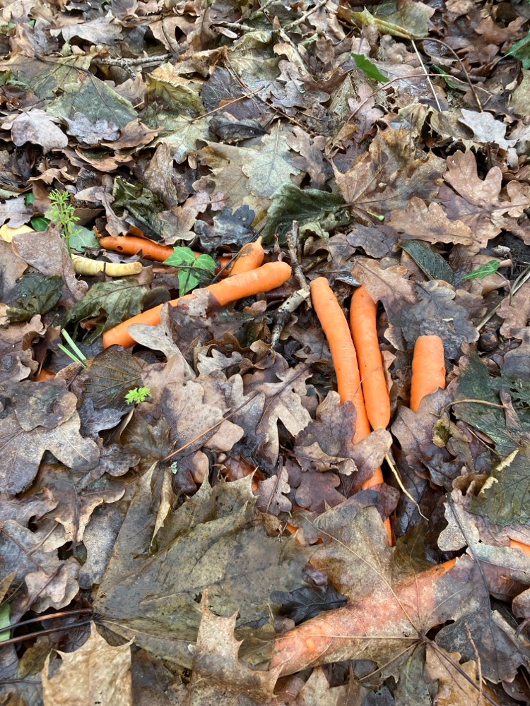 Giftköder-Möhren/Suppengemüse-Profilbild