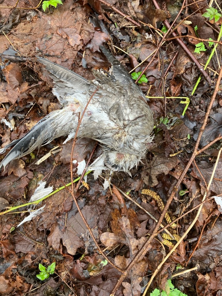 Giftköder-Kadaver-Profilbild