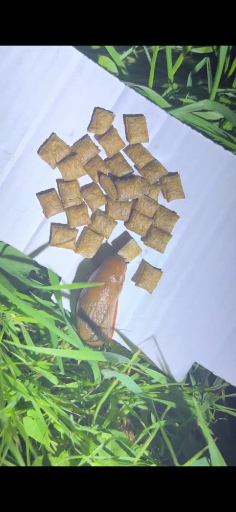 Giftköder-Ausgelegte Leckerlies(?)-Profilbild