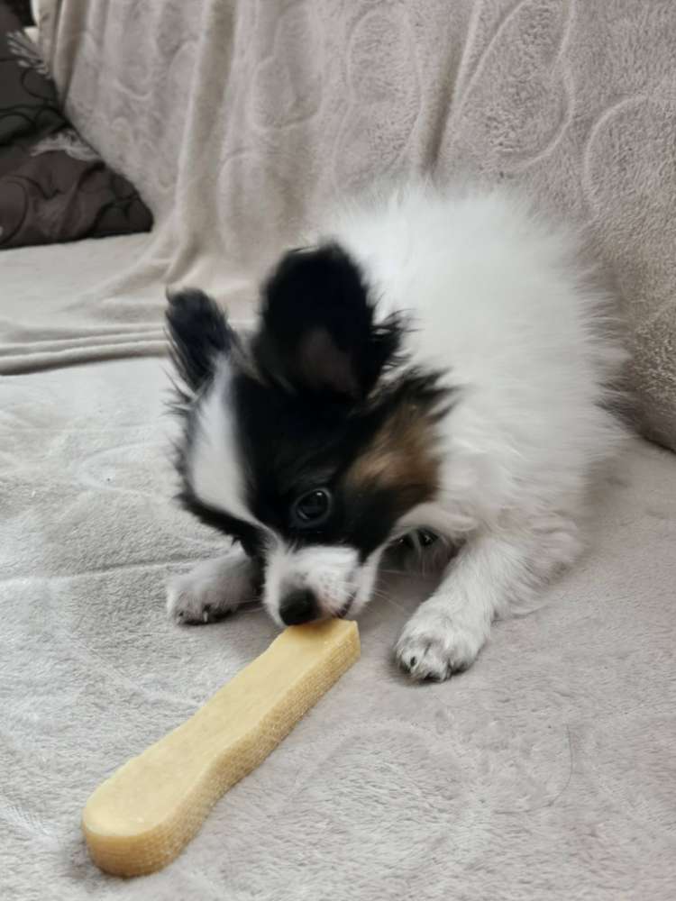 Hundetreffen-Welpen treffen in neumarkt-Profilbild