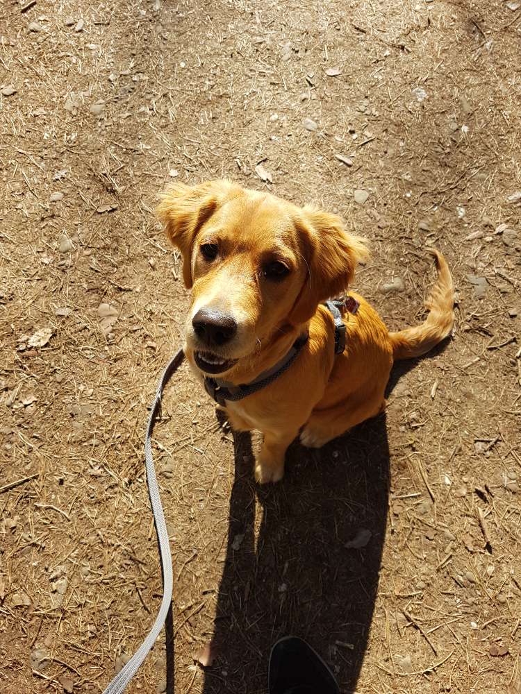 Hundetreffen-Aufgeweckter Goldie sucht Spielfreund-Profilbild