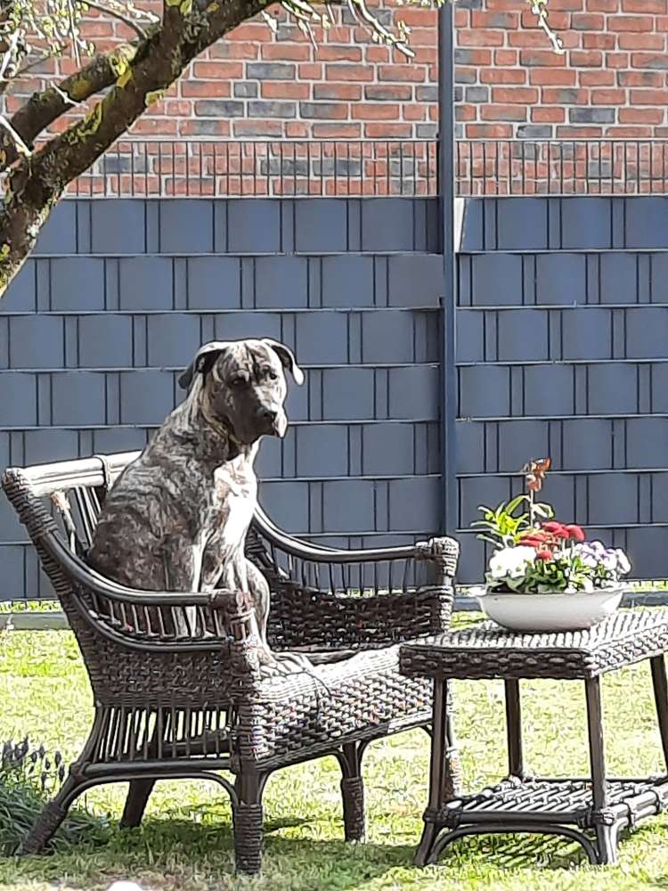 Hundetreffen-Spiel, Spaß und Gassi Runde-Profilbild