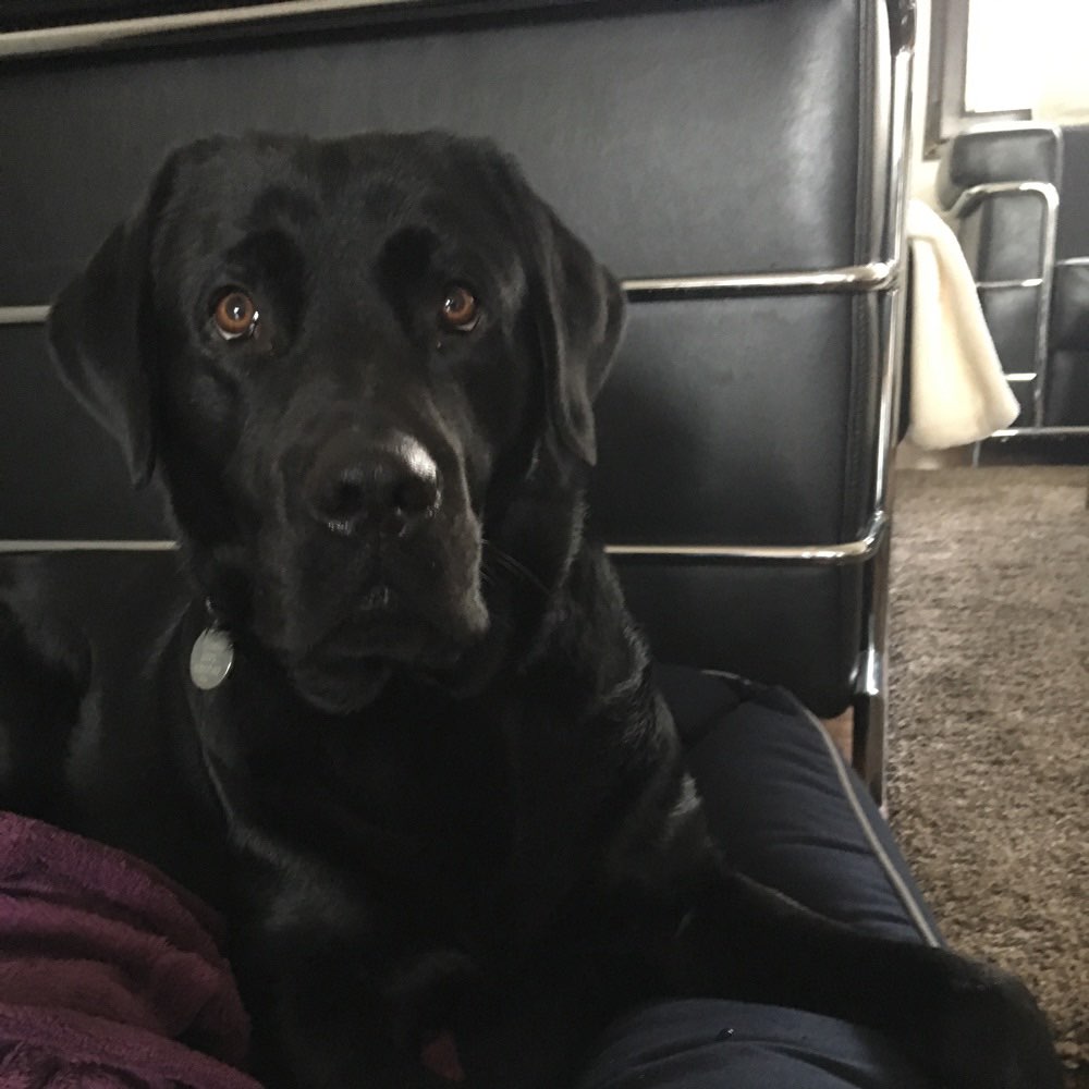 Hundetreffen-Gleichgesinnte zum gassi und toben gesucht-Profilbild