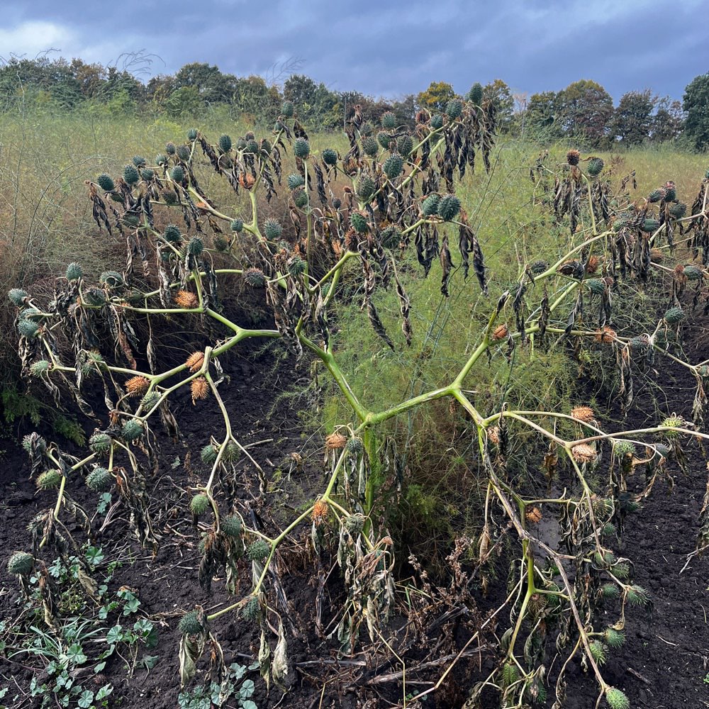 Giftköder-Stechapfel auf den Feldern-Profilbild