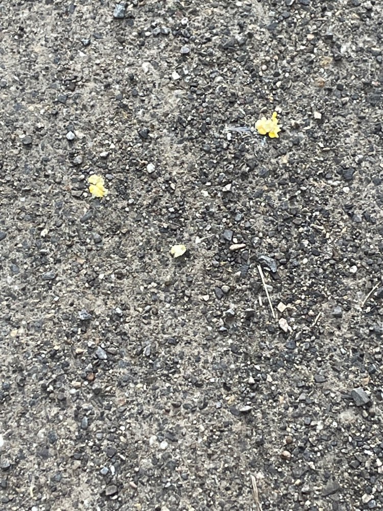 Giftköder-Giftköder-Profilbild