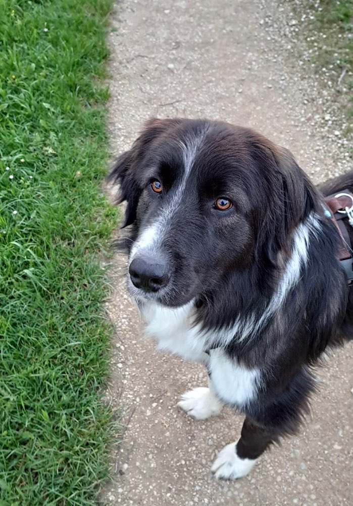 Hundetreffen-Spielpartner gesucht-Profilbild