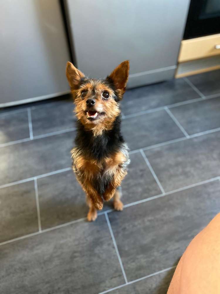 Hundetreffen-Hilfe bei der Resolzialisierung-Profilbild