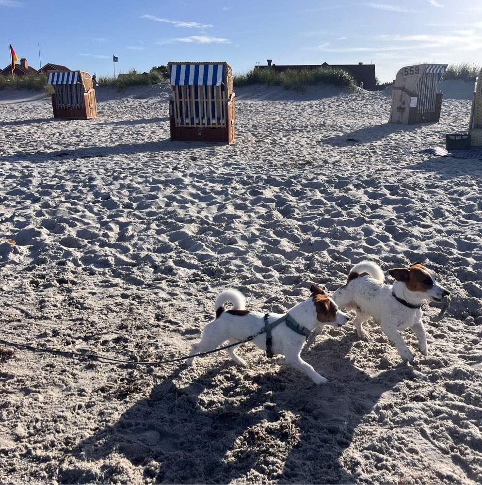 Hundetreffen-Aktive Spaziergänge & Spielen-Profilbild