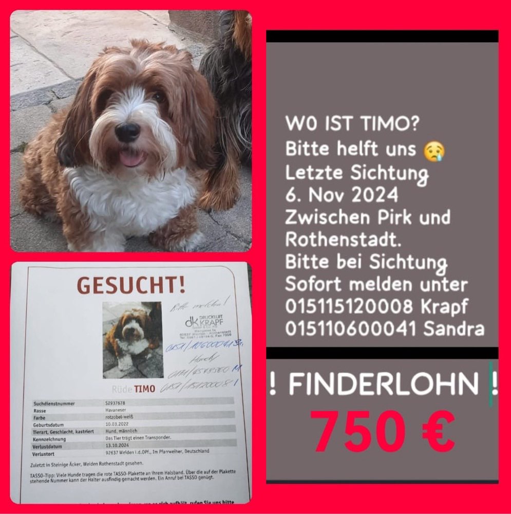 Suchmeldung-Timo-Profilbild